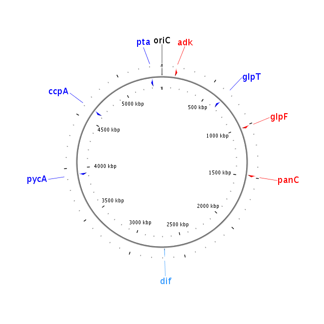Gene_locations_picture